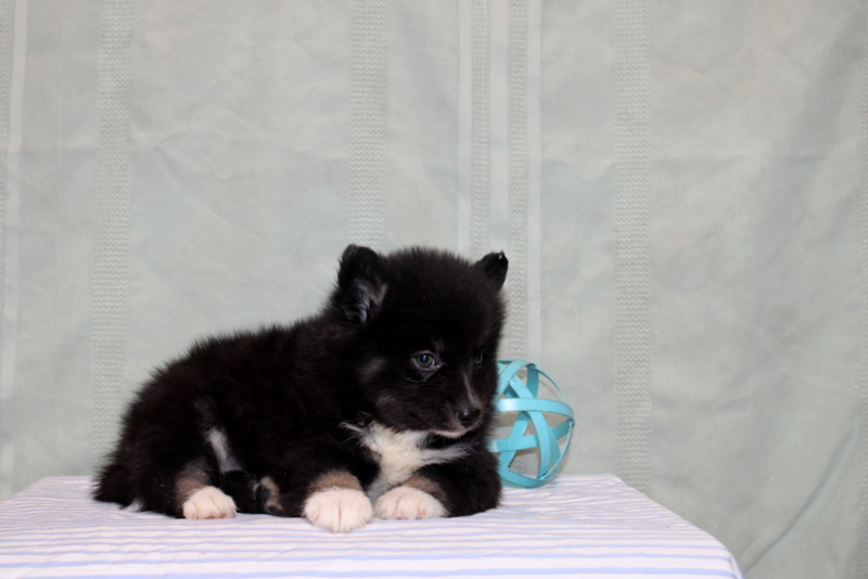 puppy, for, sale, Pomsky, Matthew B. Stoltzfus, dog, breeder, Gap, PA, dog-breeder, puppy-for-sale, forsale, nearby, find, puppyfind, locator, puppylocator, aca